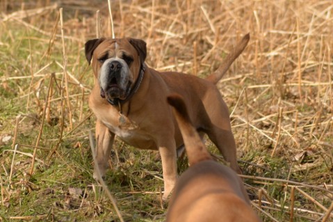 Continental Bulldog Seeblickbulls Anton