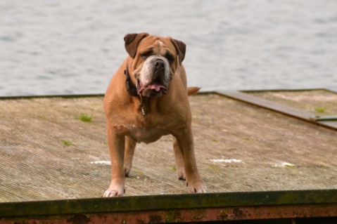 Continental Bulldog Seeblickbulls Anton