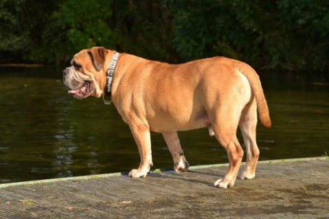 Continental Bulldog Seeblickbulls Anton