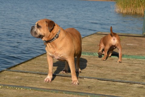 Continental Bulldog Seeblickbulls Anton