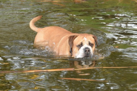 Continental Bulldog Seeblickbulls Anton