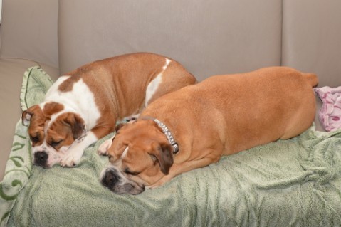 Continental Bulldog Seeblickbulls Anton