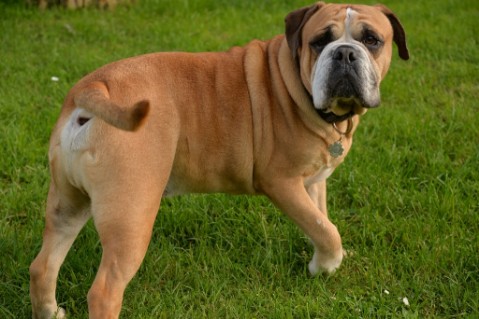 Continental Bulldog Seeblickbulls Anton