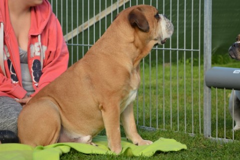 Continental Bulldog Seeblickbulls Anton