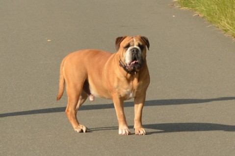 Continental Bulldog Seeblickbulls Anton