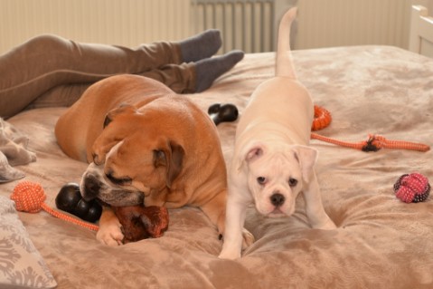 Continental Bulldog Seeblickbulls Anton