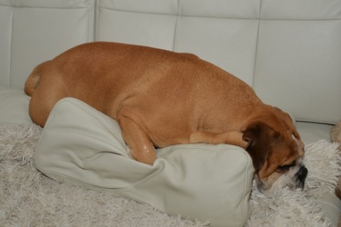 Continental Bulldog Seeblickbulls Anton