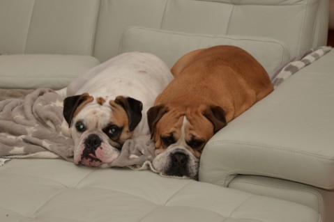 Continental Bulldog Seeblickbulls Anton