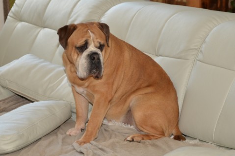 Continental Bulldog Seeblickbulls Anton