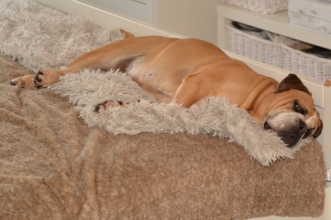 Continental Bulldog Seeblickbulls Anton