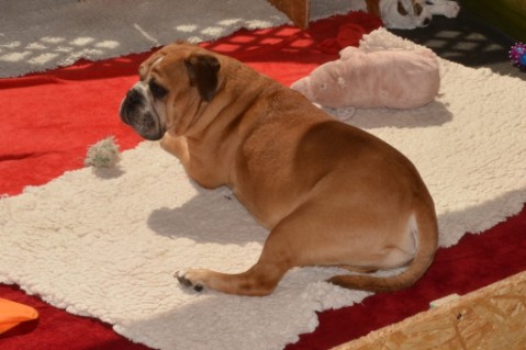 Continental Bulldog Seeblickbulls Anton