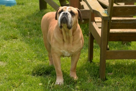 Continental Bulldog Seeblickbulls Anton