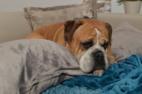 Continental Bulldog Seeblickbulls Anton