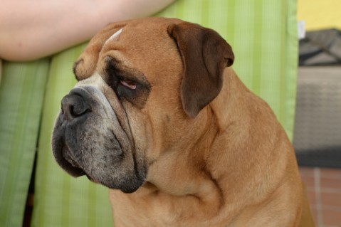 Continental Bulldog Seeblickbulls Anton