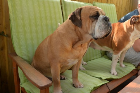 Continental Bulldog Seeblickbulls Anton