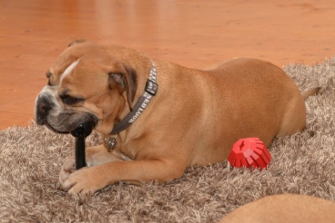 Continental Bulldog Seeblickbulls Anton