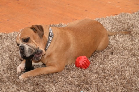 Continental Bulldog Seeblickbulls Anton