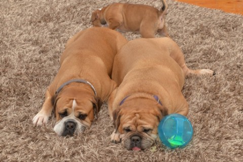 Continental Bulldog Seeblickbulls Anton