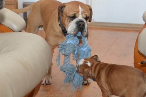 Continental Bulldog Seeblickbulls Anton