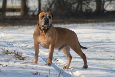 Continental Bulldog Seeblickbulls Anton