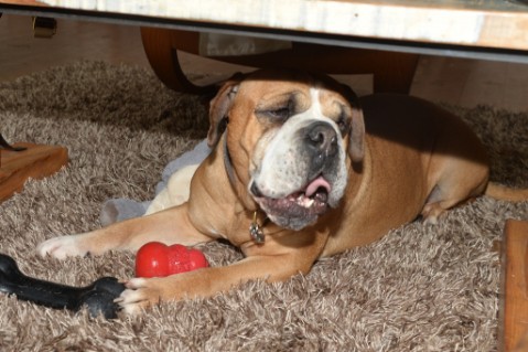 Continental Bulldog Seeblickbulls Anton