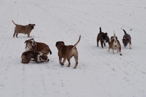 Continental Bulldog Seeblickbulls Anton
