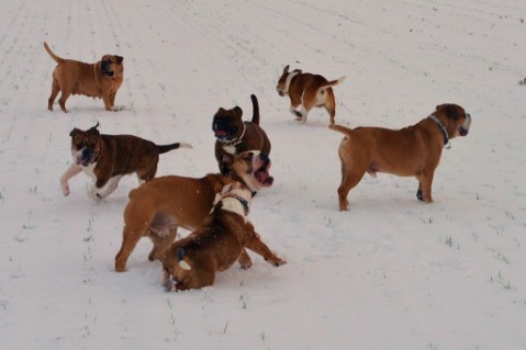 Continental Bulldog Seeblickbulls Anton