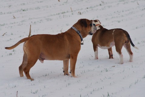 Continental Bulldog Seeblickbulls Anton