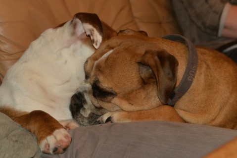 Continental Bulldog Seeblickbulls Anton