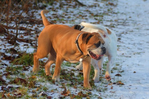 Continental Bulldog Seeblickbulls Anton