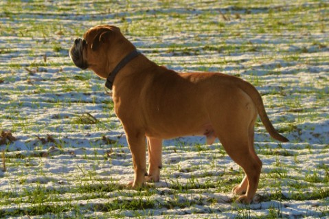 Continental Bulldog Seeblickbulls Anton