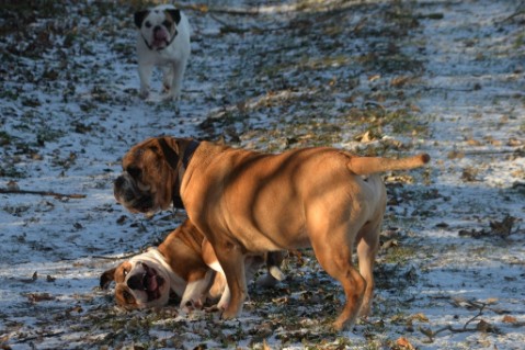 Continental Bulldog Seeblickbulls Anton