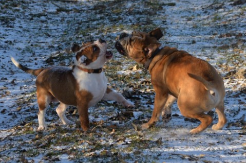 Continental Bulldog Seeblickbulls Anton