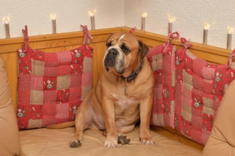 Continental Bulldog Seeblickbulls Anton
