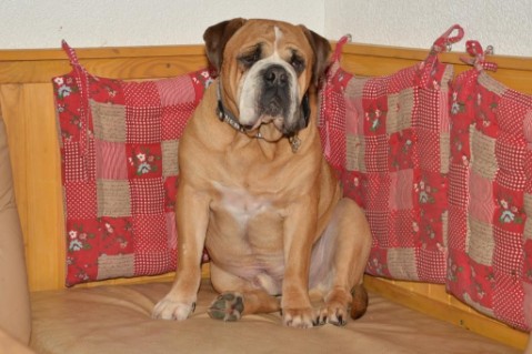 Continental Bulldog Seeblickbulls Anton