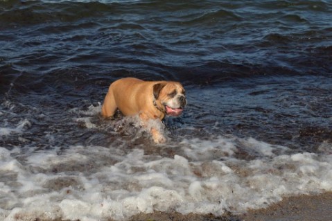 Continental Bulldog Seeblickbulls Anton