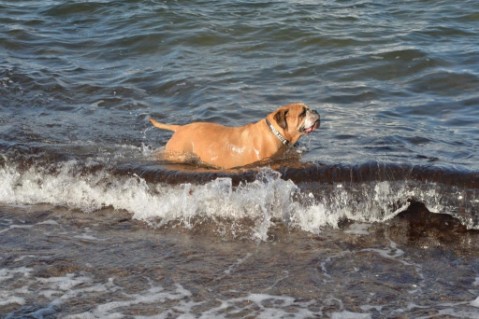 Continental Bulldog Seeblickbulls Anton