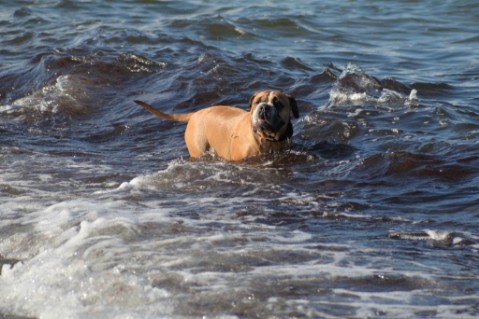 Continental Bulldog Seeblickbulls Anton