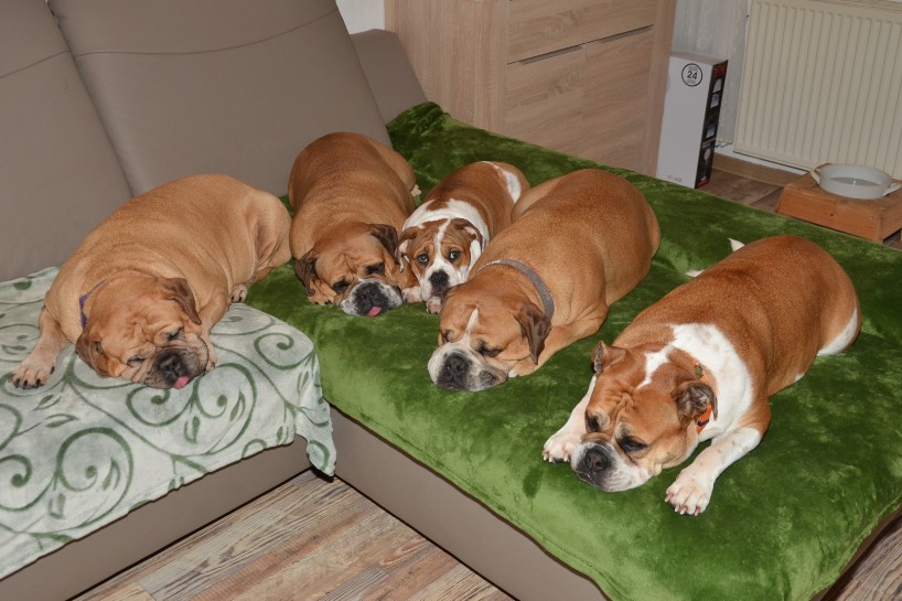 Continental Bulldog Seeblickbulls Anton