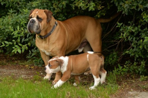 Continental Bulldog Seeblickbulls Anton