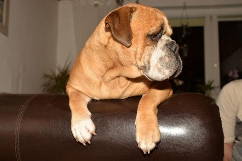 Continental Bulldog Seeblickbulls Anton