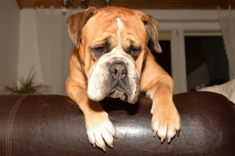 Continental Bulldog Seeblickbulls Anton