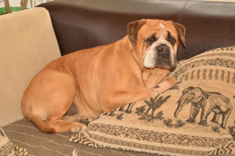 Continental Bulldog Seeblickbulls Anton