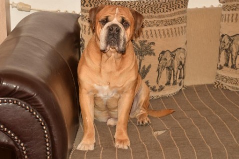 Continental Bulldog Seeblickbulls Anton