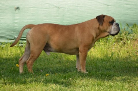Continental Bulldog Seeblickbulls Anton
