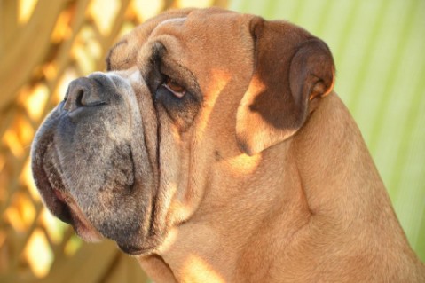 Continental Bulldog Seeblickbulls Anton
