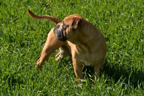 Continental Bulldog Seeblickbulls Anton
