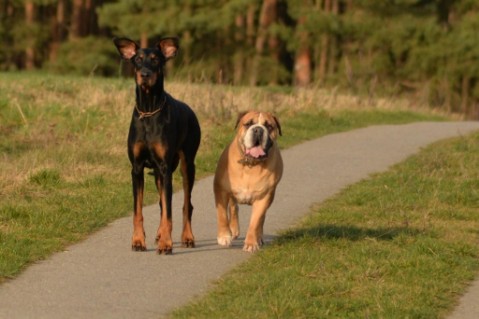 Continental Bulldog Seeblickbulls Anton