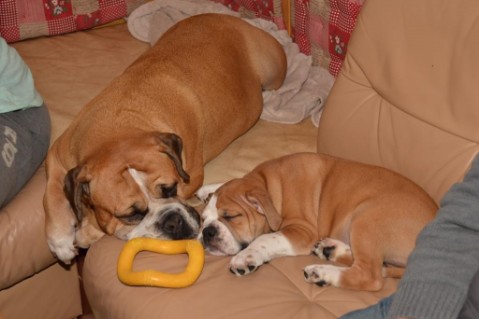 Continental Bulldog Seeblickbulls Anton
