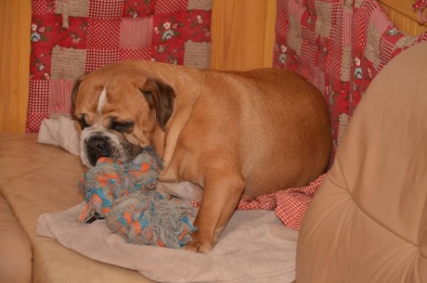 Continental Bulldog Seeblickbulls Anton